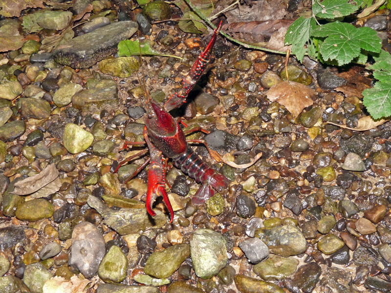 Procambarus clarkii